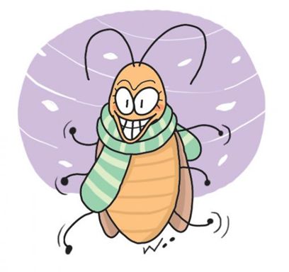바퀴벌레, 이 겨울에도 살아있구나 너!