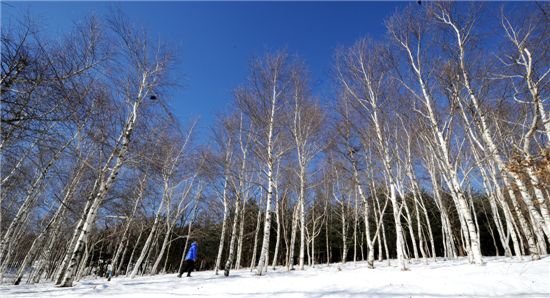 눈(雪) 앞에 겨울 白美-강원도 자작나무숲 4곳 