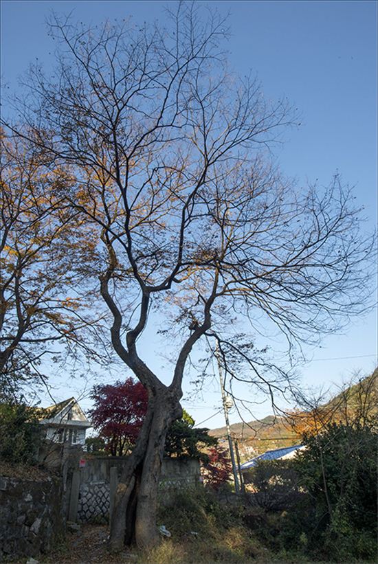 안평대군의 별장 무계정사터와 현진건 가옥터에 덩그러니 남아있는 오래된 느티나무. 사진=아시아경제 윤동주 기자