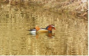 한강 생태계 살아나나....동식물 1835종 서식
