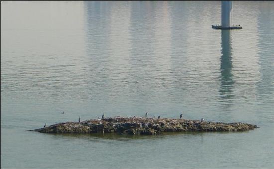 선유도 공원 동쪽 인근 철새들이 모여있는 작은 바위섬 '악어섬'의 모습.