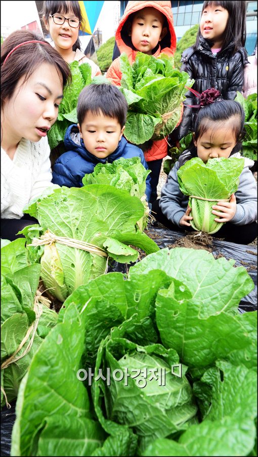 [포토]용산구청사 앞마당에서 열린 배추수확행사