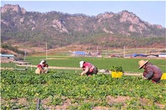 명품 신안시금치 ‘섬초’ 본격 출하