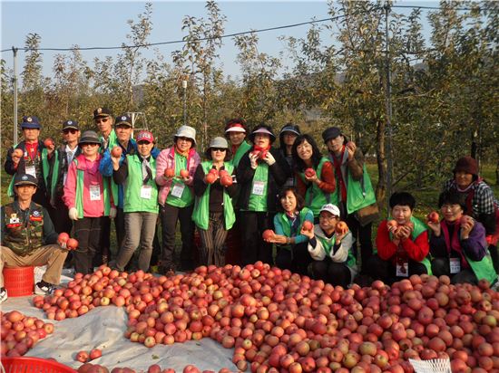 사과수확 자원봉사 