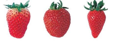▲오른쪽 부터 딸기 설향, 육보, 장희 (자료제공: 서울시농수산식품공사)