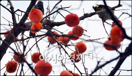 [포토]추운 겨울 새 한마리와 감나무