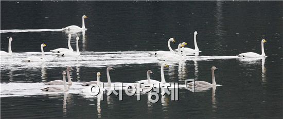 [포토]고니들의 아름다운 유영