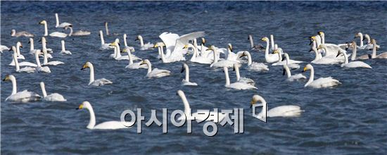 [포토]"큰 고니" 가족들  겨울 나들이 