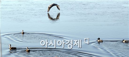 [포토]한가롭게 유영하고 있는  청둥오리