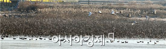 [포토]함평 목교 저수지를 찾은 고니들