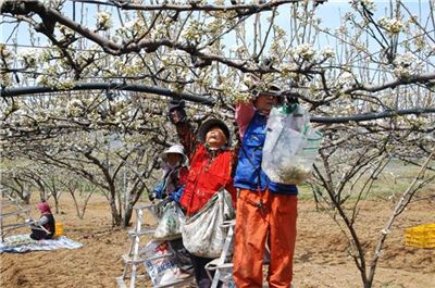 나주시, 배 인공수분용 꽃가루 채취단지 조성