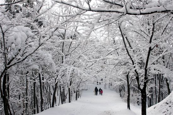 눈이 내린 충남 청양군 칠갑산의 등산로 모습. 화려한 눈꽃으로 등산객들의 발길을 모으고 있다.