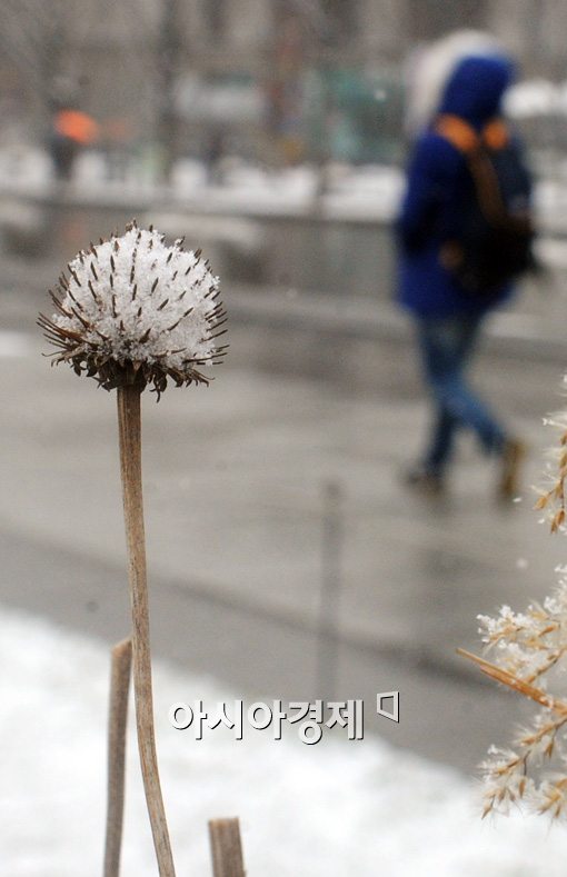 [포토]겨울에 다시 피는 꽃 