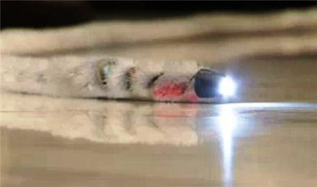 ▲ 후쿠시마 원전 폭파 현장에 투입됐던 정찰용 뱀 로봇 '액티브 스코프 카메라'.