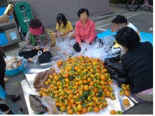 자양동 삼성아파트 주민들이 수확한 감을 세대별로 배분하는 모습 