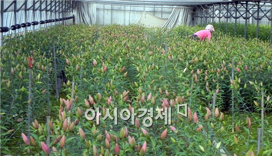 여수 겨울백합, 일본 출하 한창