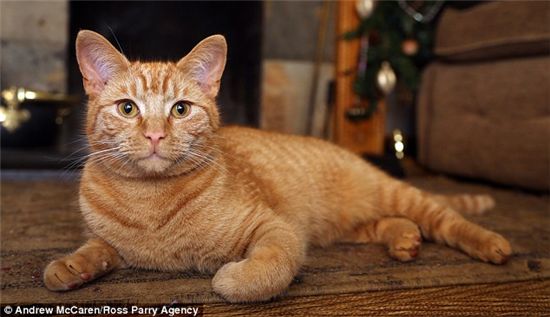 ▲ 윌콕슨씨의 고양이 '핍'은 새벽 한시에 윌슨씨 집앞 정원에서 덫에 갇힌 채 발견됐다.