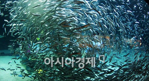 [포토]환상의 정어리 군무