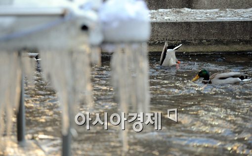 [포토]겨울 청계천은 우리 차지 