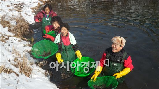 전남 강진군 옴천면 주민들이 살얼음속에서도 환한 표정으로 살이 통통 오른 토하를 잡고 있다.