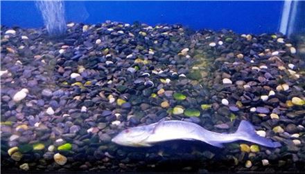 금호패밀리랜드 해양전시관 수족관에 죽은 물고기가 방치돼 있다