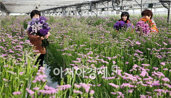 [포토]화사한 스타티스 수확 