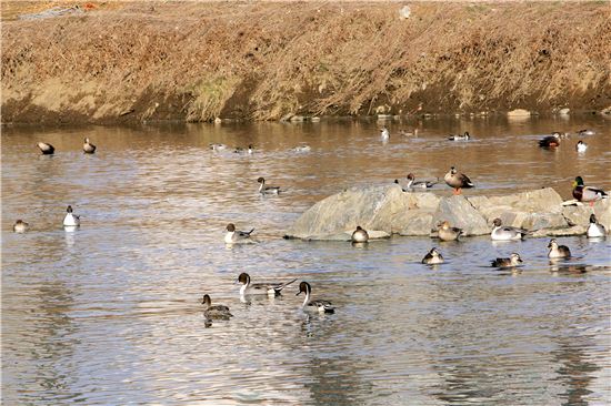 안양천에서 겨울철새 관찰해요