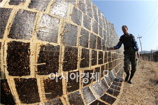 [포토]맛있는 김은 바로 강진산이여