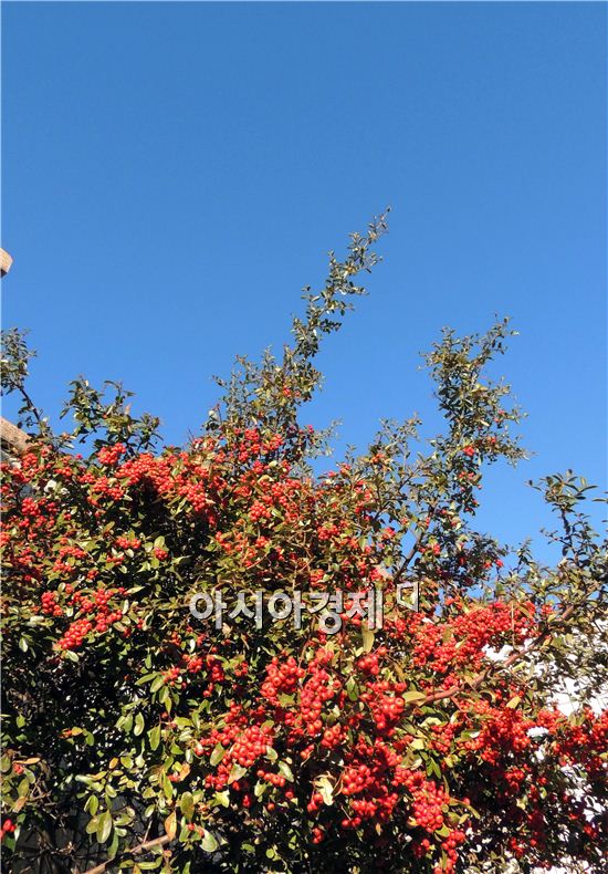 [포토]한겨울속에 가을 연상케 하는 파란 하늘 