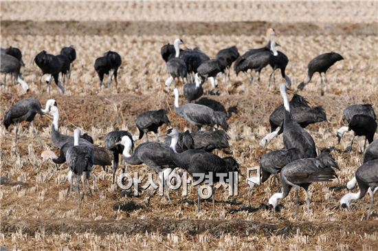 순천만 흑두루미 개체 수  역대 최고 갱신