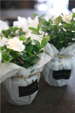 건조한 집안 분위기 '식물 인테리어'로 생기있게