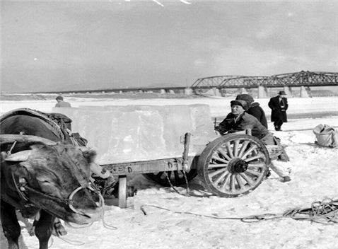 ▲ 한강 채빙광경 - 채취한 얼음을 소달구지로 운반하는 모습(1957)
