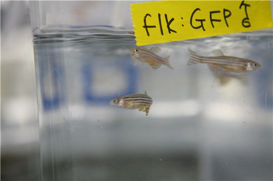 실험 물고기 'Zebra Fish'…그들의 희생이 아름다운 이유