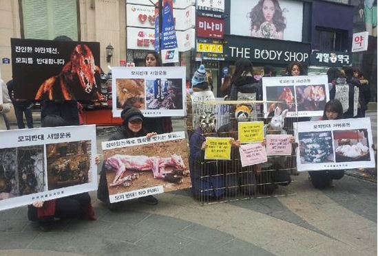 ▲ 20일 오후 한국동물보호연합 활동가들이 서울 명동예술극장에서 모피반대 캠페인을 벌이고 있다. 