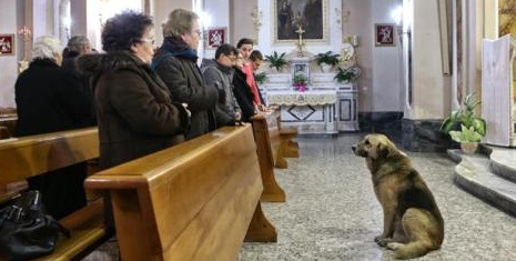 죽은 주인 다니던 성당 신자가 된 개