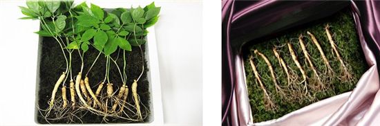 산삼의 효능은 어디까지인가?!