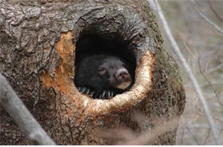 The Asiatic black bear sometimes uses hollow old trees as winter dens. A bear that has awakened from hibernation is peeking its head out.