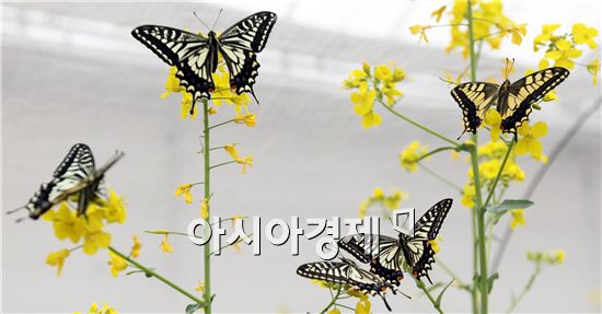 [포토]강추위속에 "호랑나비" 의 우아한 날갯짓