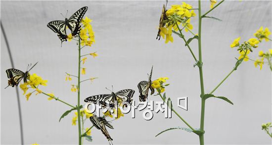 [포토]봄을 알리는 "호랑나비"