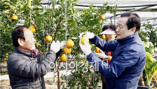 [포토]탐스러운 보성산 한라봉