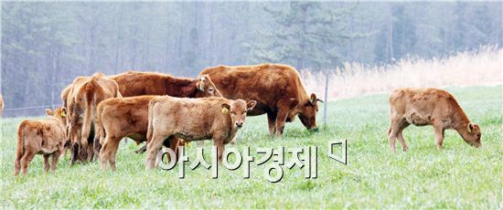 장흥군, 미경산(처녀)우 통합브랜드 '구쁘한우'선정