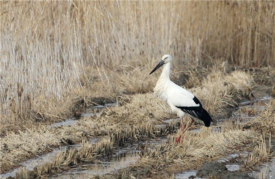 서산 천수만서 포착된 국제적 멸종위기 ‘황새’ 