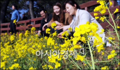 [포토]봄이 온 제주도