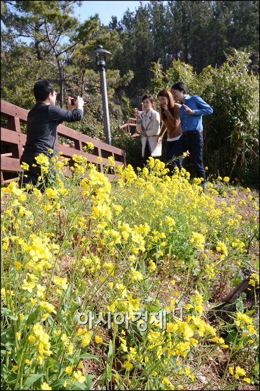 [포토]제주도는 유채꽃이 벌써 활짝..