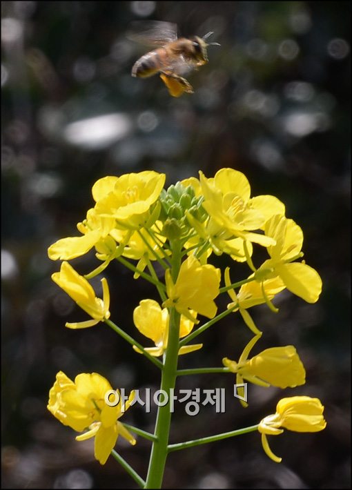 [포토]제주도 꿀벌이 유채꽃에..