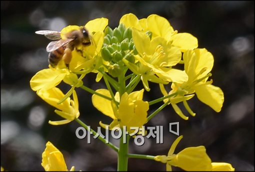 [포토]유채꽃 위를 맴도는 꿀벌