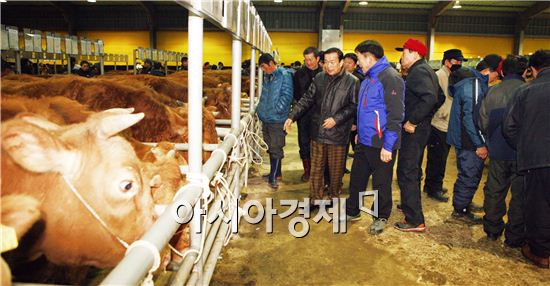 보성군, 설 대목 맞아 가축시장 활기