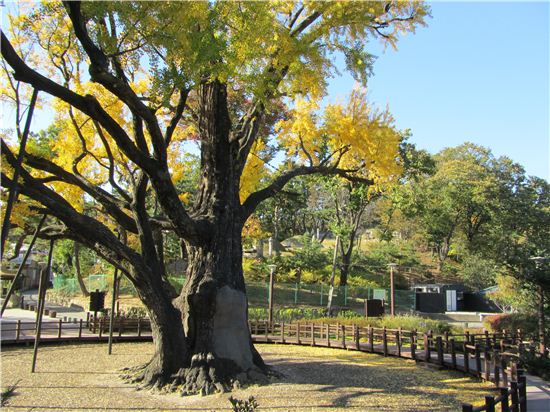 방학동 은행나무 