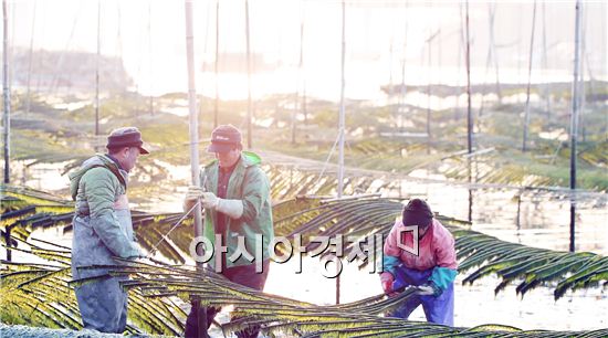 전남 강진군 마량면의 한 어촌 매생이 양식장에서 주민들이 바닷물이 빠진 갯벌에 들어가 매생이를 수확하고 있다.