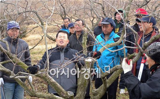 전남 함평군농업기술센터는 6일 과수 정지 및 전정 기술교육을 실시했다. 이날  떫은감농업인연구회(회장 박용기)와 농업인 50여 명이 참석해 실습을 하고 있다.